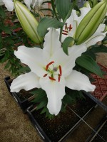 [4517 PO105 Sisto No02.JPG]